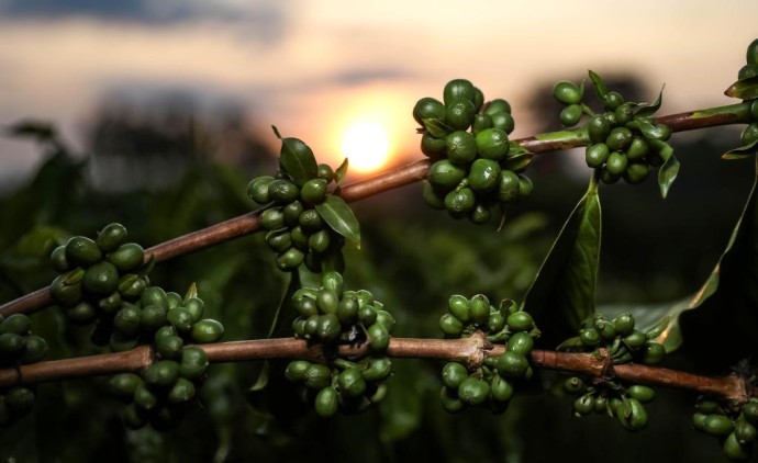 Pesquisa de MT aponta potencial de nanotecnologia no café verde como inovação nas indústrias cosmética e alimentícia