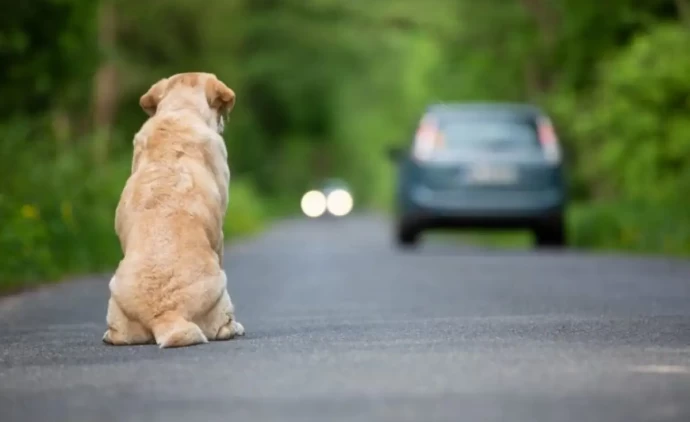 Motoristas que abandonarem animais podem perder a CNH em MT