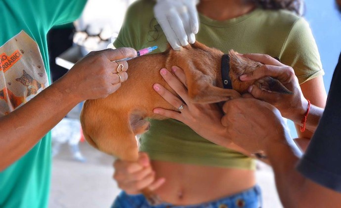 Vacinação volante contra a raiva leva proteção aos bairros de Várzea Grande