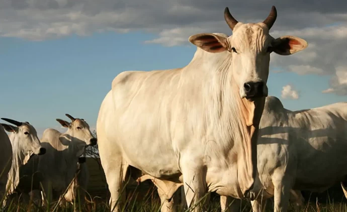 MT tem 8 bois para cada habitante e mantém liderança nacional no rebanho