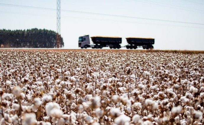 Mato Grosso consolida liderança e encerra safra de algodão com crescimento de 8%