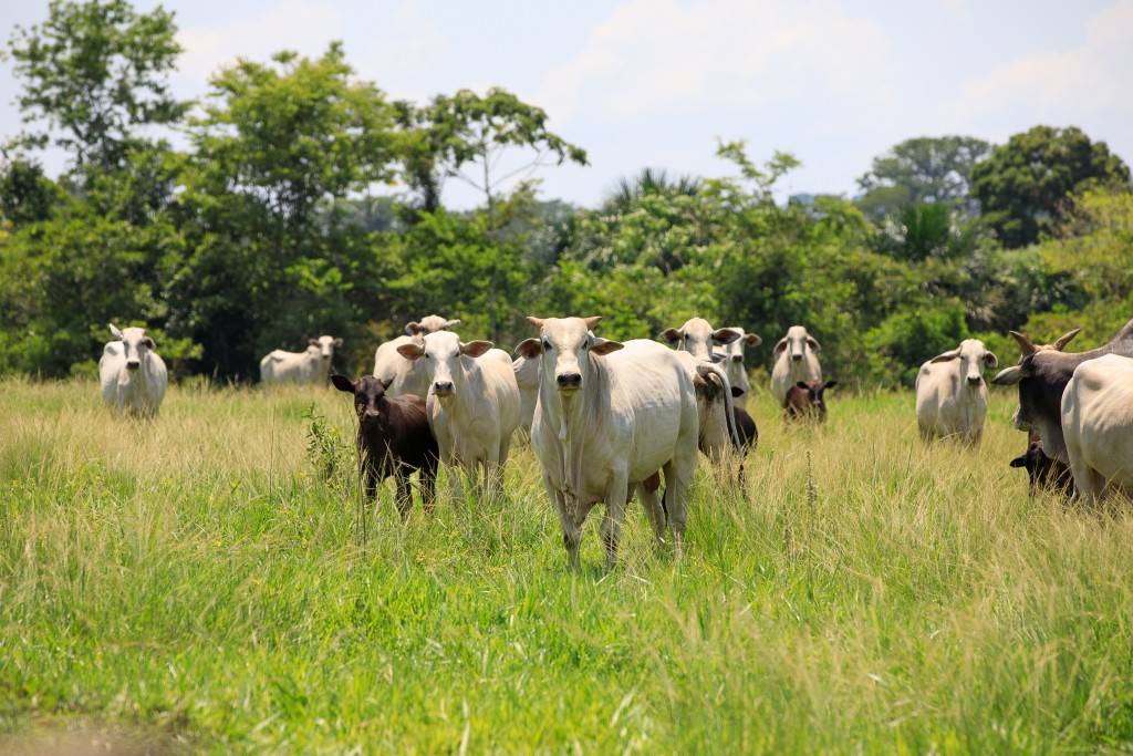 Mato Grosso registra recorde de abates de bovinos e exportações