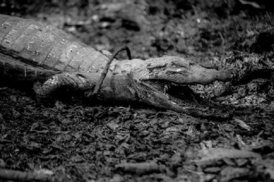 Exposição do fotógrafo José Medeiros sobre o Pantanal fica disponível até final de julho