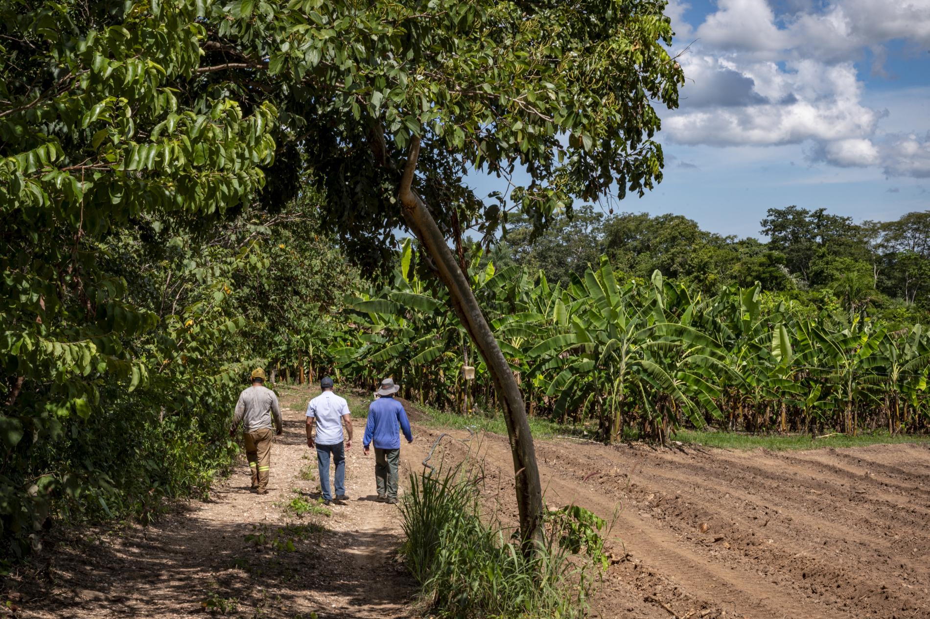 Políticas públicas transformam a agricultura familiar mato-grossense e fomentam a renda de produtores