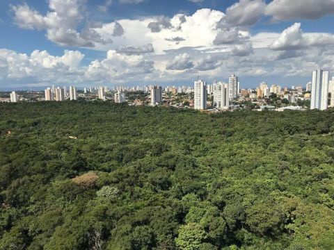 Debate propõe movimento para arborizar e deixar Cuiabá ainda mais verde
