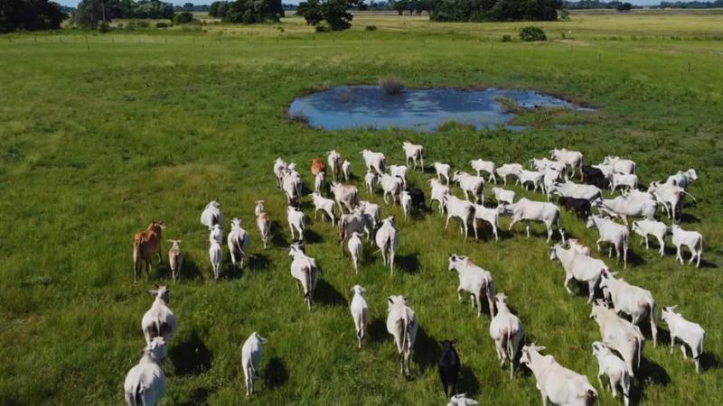 Agropecuária de MT projeta R$ 206,87 bilhões em 2025